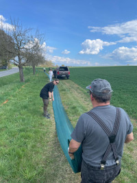 Krötenrettung in Sondheim / Grabfeld