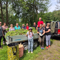 Aktion gegen das invasive Springkraut
